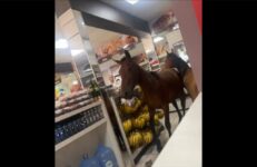 video:-cavalos-invadem-padaria-e-tentam-‘roubar’-panetones-em-sc