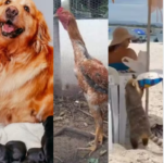 de-golden-que-engravidou-de-shih-tzu-a-quati-que-roubou-lanche-de-turistas:-os-animais-que-bombaram-em-sc-em-2024