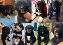 caes-de-portes-diferentes-podem-cruzar?-filhotes-de-golden-retriever-com-shih-tzu-viralizaram-em-2024